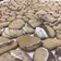 Beige Rock фото3