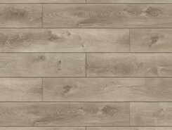 Дуб северный греш CSPC20296