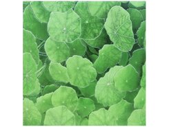 Плитка Lotus Estanque Viejo Verde 30x30