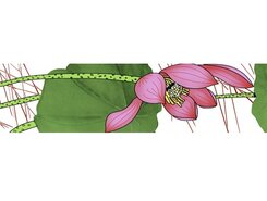 Lotus Listello 10x45