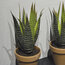 Silextile фото5